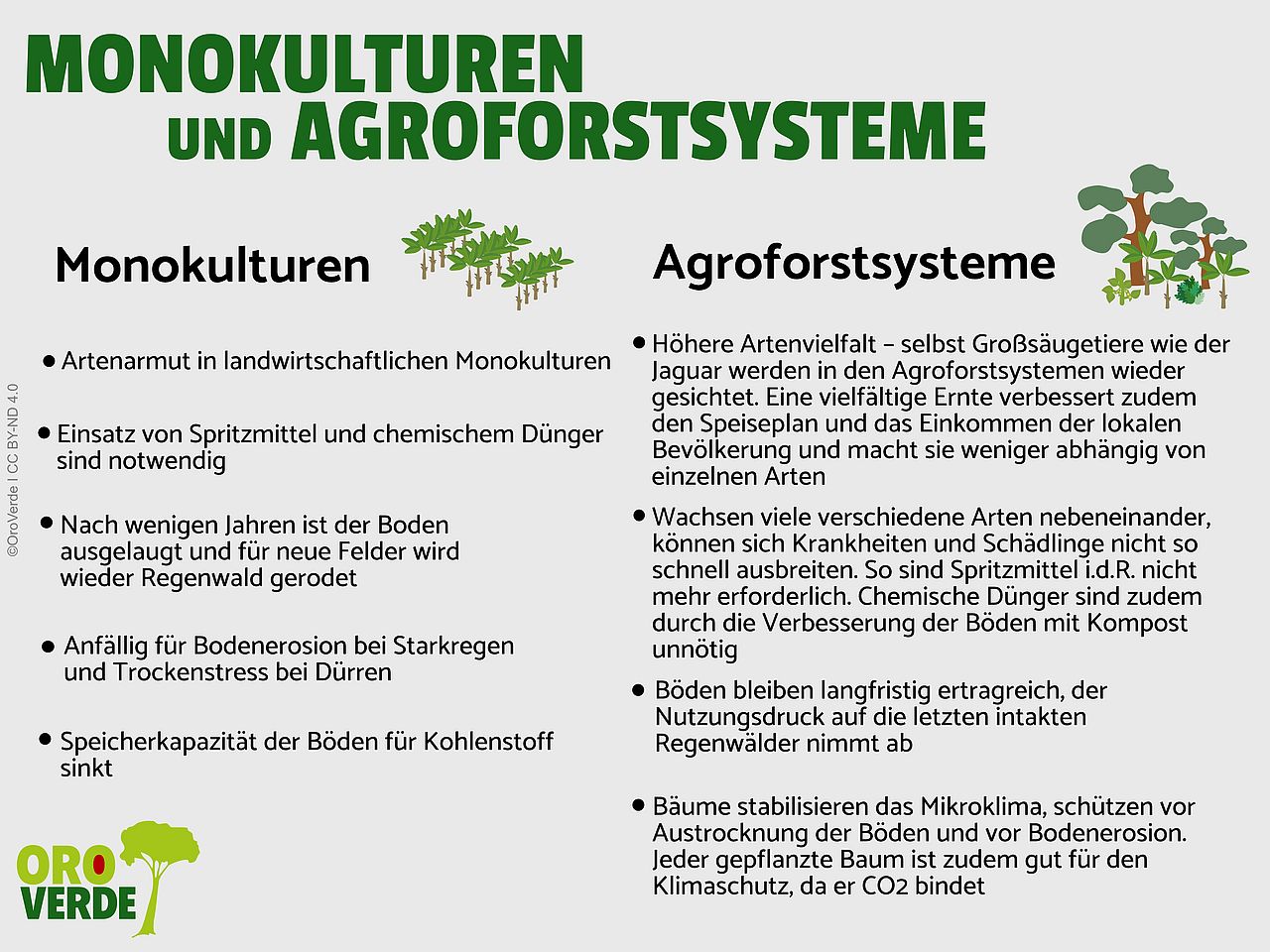 Grafik über Monokulturen und Agroforstsysteme im Vergleich