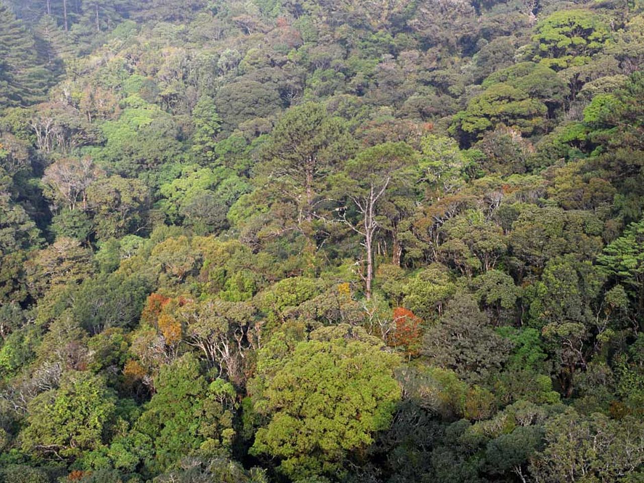 Intakter Regenwald in Gefahr ©OroVerde