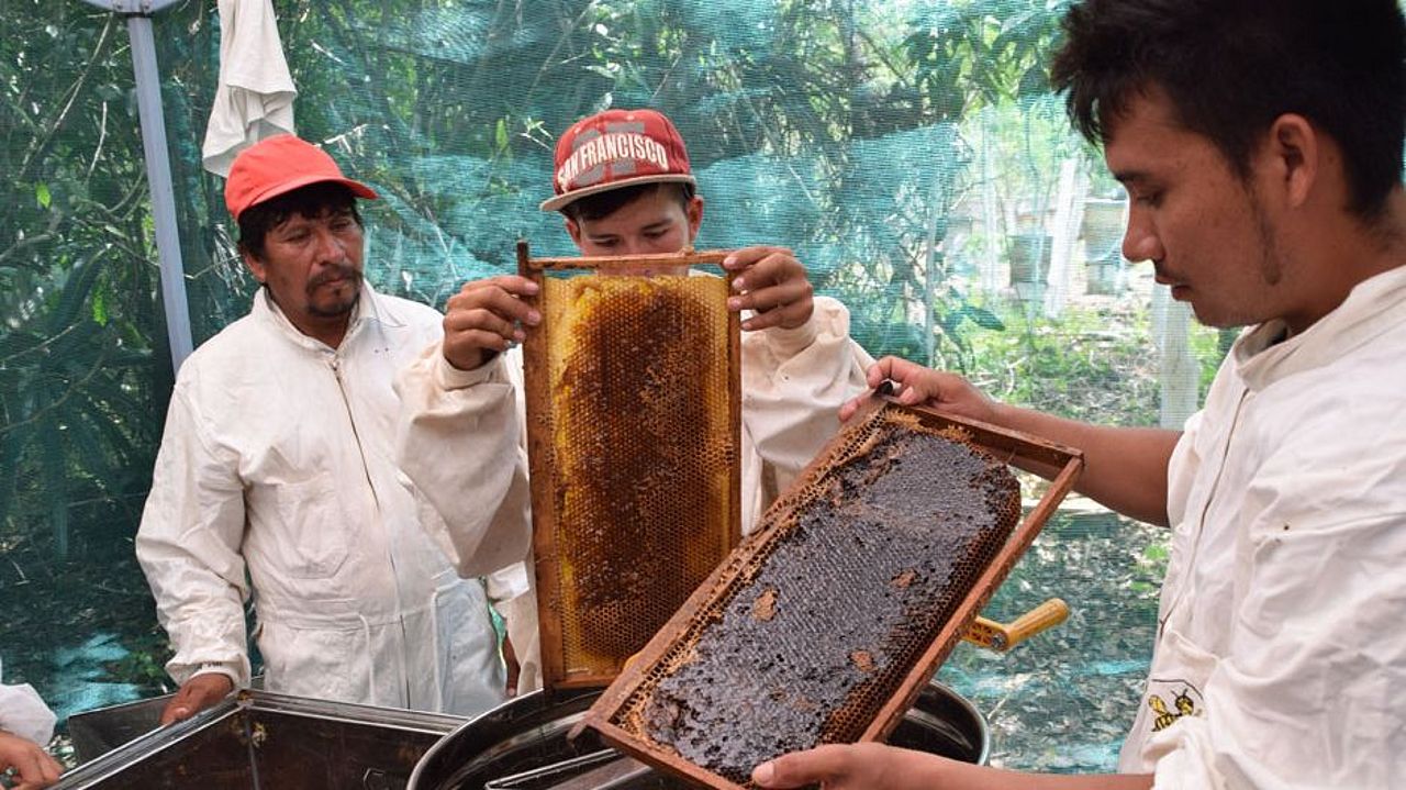 Honig aus dem Regenwald