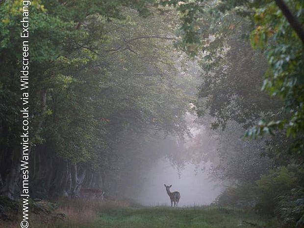 Natürliche oder naturnahe Wälder mit intakter Humusschicht sind gute Kohlenstoffspeicher. ©www.JamesWarwick.co.uk