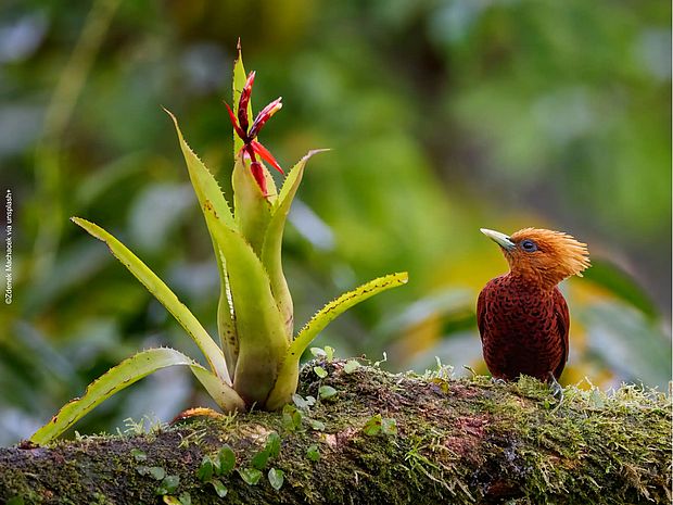 Epiphyt neben einem Vogel