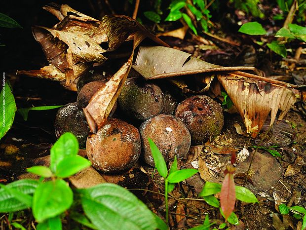 Die harten Früchte eines Paranussbaums. ©Conservation International Suriname