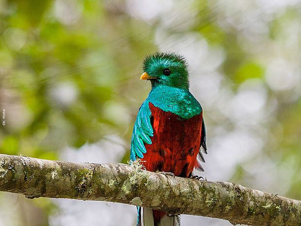 Ein bunter Quetzal ©Peter Salinger - shutterstock