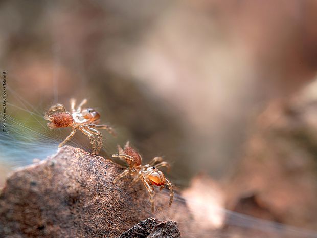 Gemeine Tapezierspinne - ©Tom und Lia Jaehde - iNaturalist