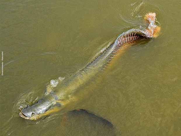 Arapaima im trüben Wasser