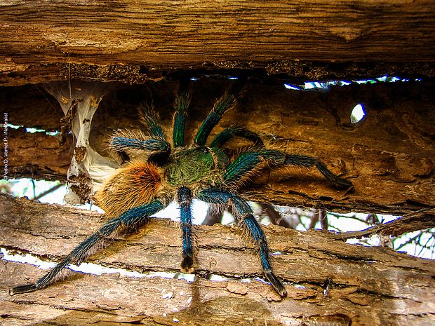 Cyanblaue Venezuela-Vogelspinne ©Pedro D. Vernet P. - iNaturalist