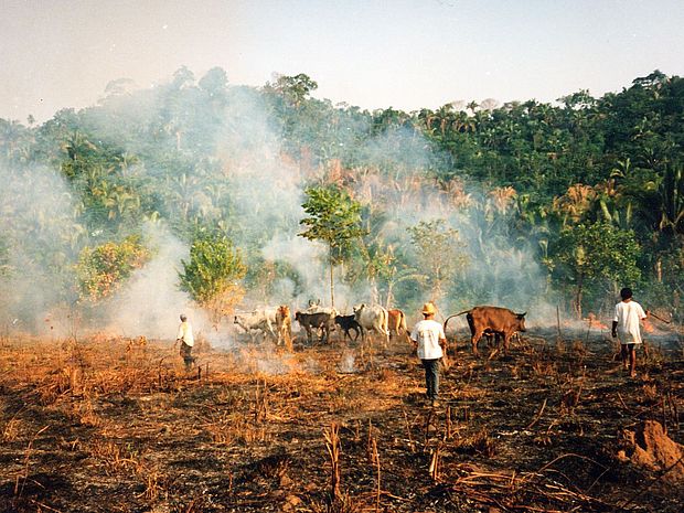 Viel Wald wird gerodet für Agrarrohstoffe wie Soja, Kaffee, Kakao und Fleisch © OroVerde E. Mannigel