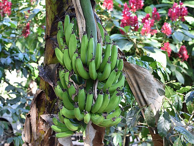 Bananenbüschel am Baum 