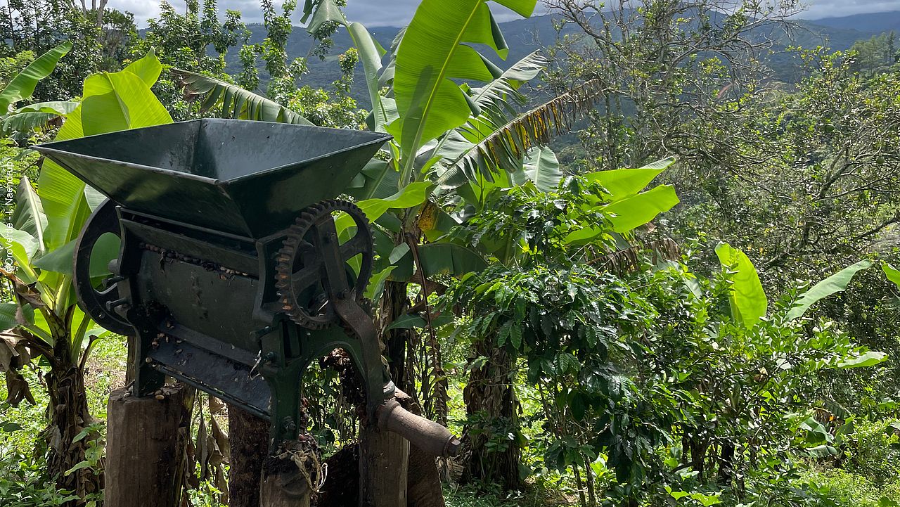 Entfernung des Fruchtfleischs mit der Handmaschine ©OroVerde - I. Naendrup