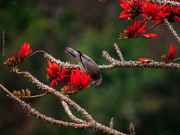 Korallenbaum wird besucht von kleinem Vogel ©Deepak Ramesha via pexels