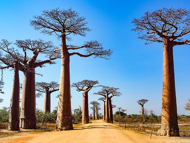 Trockenwald in Madagaskar ©Pia Parolin