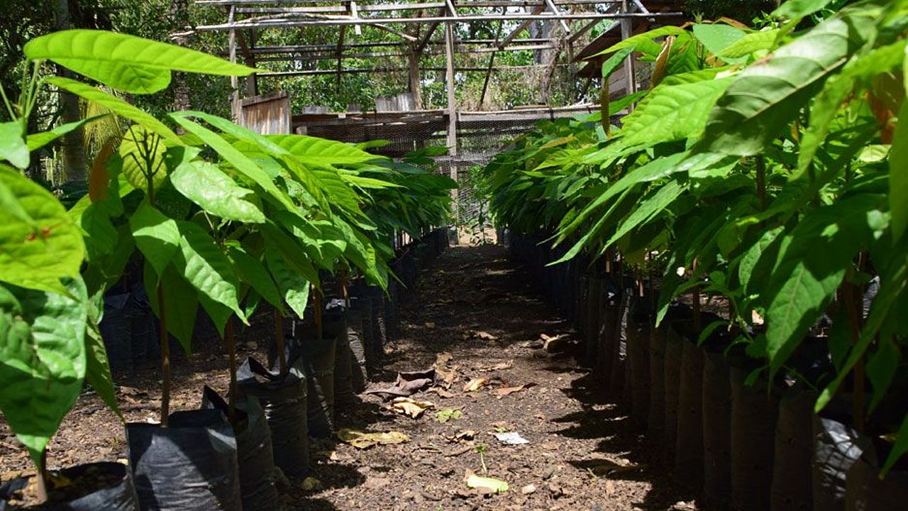 Baum-Setzlinge für Regenwald-Wiederaufforstung. Die Arbeitsweise von OroVerde ist nachhaltig. ©OroVerde