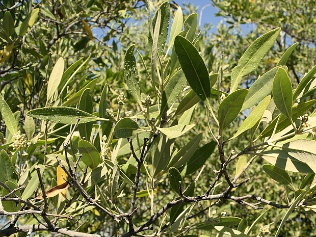 Manche Mangrovenarten sondern das überschüssige Salz durch bestimmte Salzdrüsen an ihren Blättern ab ©OroVerde - Laura Krings 