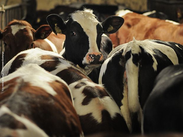 Kühe in Massentierhaltung: Ein treibender Faktor bei der Klimaerwärmung. ©Jo-Anne McArthur - Wildscreen Exchange