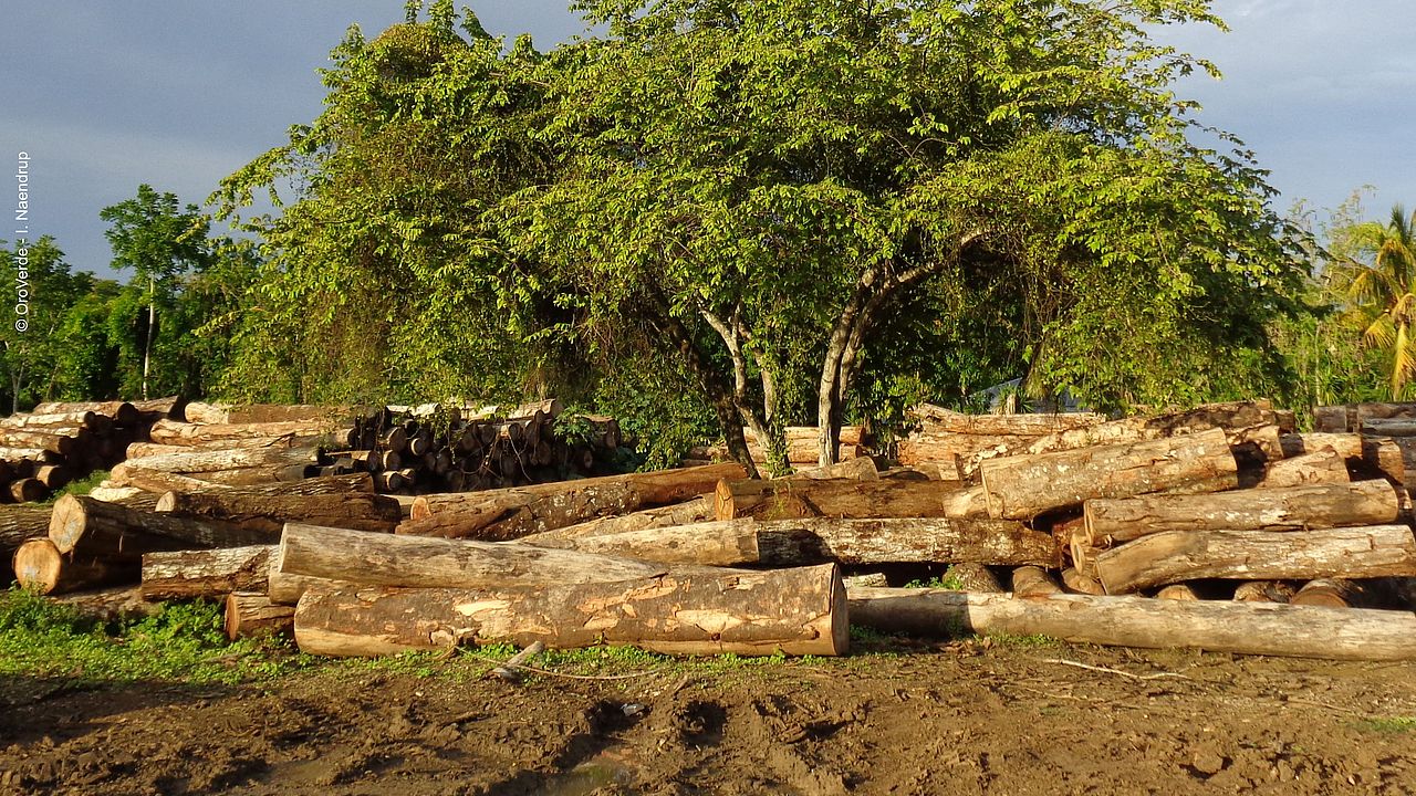 Ein Holzlagerplatz: Auch Tropenholz ist ein Entwaldungsfaktor ©OroVerde - I. Naendrup