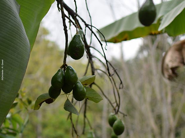 Eine Avocadopflanze im Agroforstsystem ©OroVerde - N. Gawol