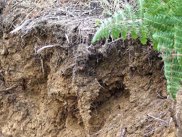 Erodiertes Bodenprofil zeigt dünne Humusschicht ©OroVerde - E. Mannigel