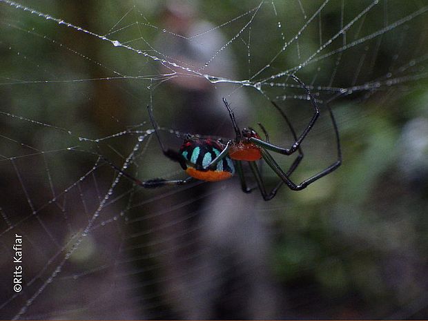 Spinnen weben komplexe Muster ©Rits Kafiar