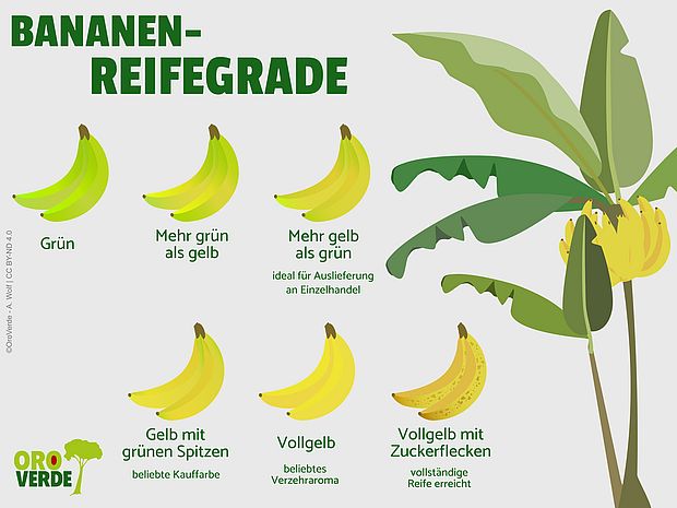 Infografik zu Bananenreifegraden 