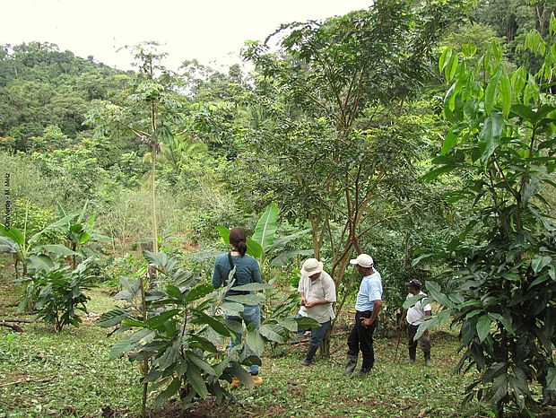 Im Projekt Waldgewinn werden Agroforstsysteme aufgebaut ©OroVerde - M. Metz