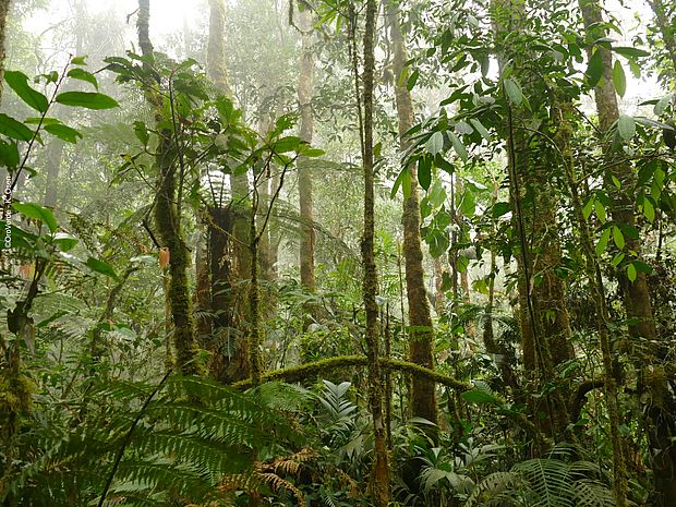 Tropischer Regenwald in Guatemala ©OroVerde - K. Osen