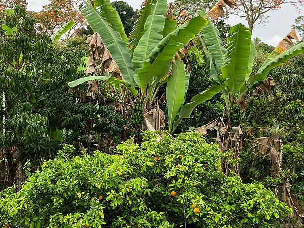 Bananenpflanze im Agroforstsystem