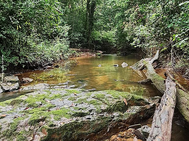 Ein Fluss durch das Naturreservat