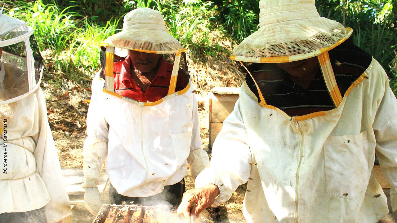  Regenwald-Imkerei schafft ein nachhaltiges Einkommen mit leckerem Honig ©OroVerde – M. Santamaria