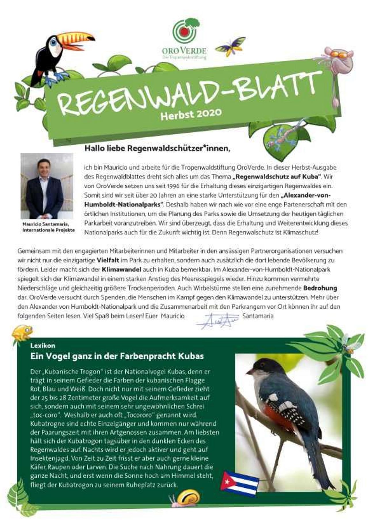 Regenwald Blatt Herbst 2020