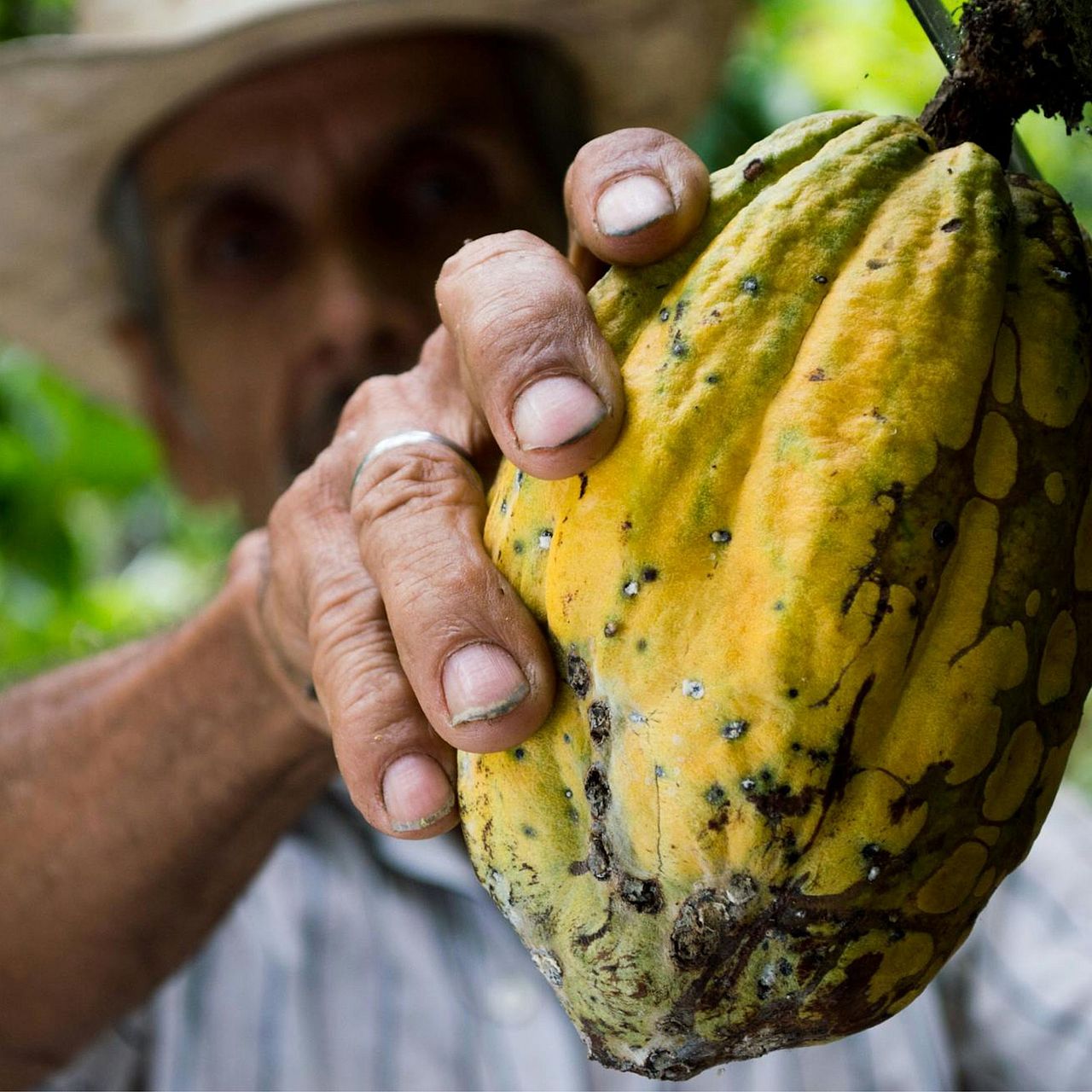 Mann hält Kakaofrucht in die Kamera