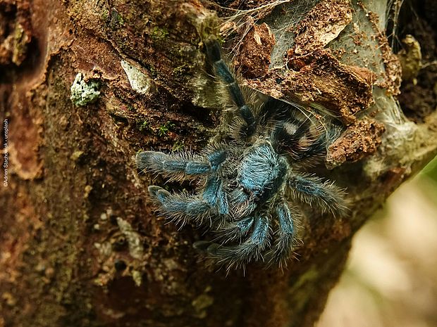 Martinique-Baumvogelspinne ©Adrien Stachowiak - Unsplash