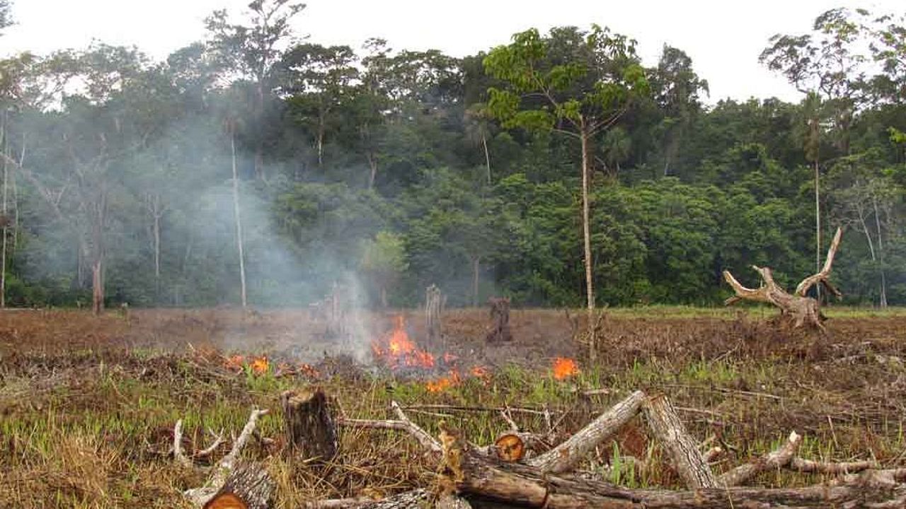 Strafen für illegale Abholzung