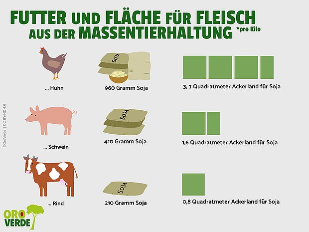 Infografik zu Futtermenge und Fläche in der Massentierhaltung ©OroVerde - I. Stegner