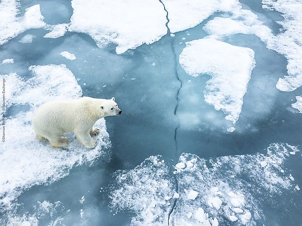 Ein Eisbär läuft über aufbrechendes Packeis ©Wildscreen Exchange