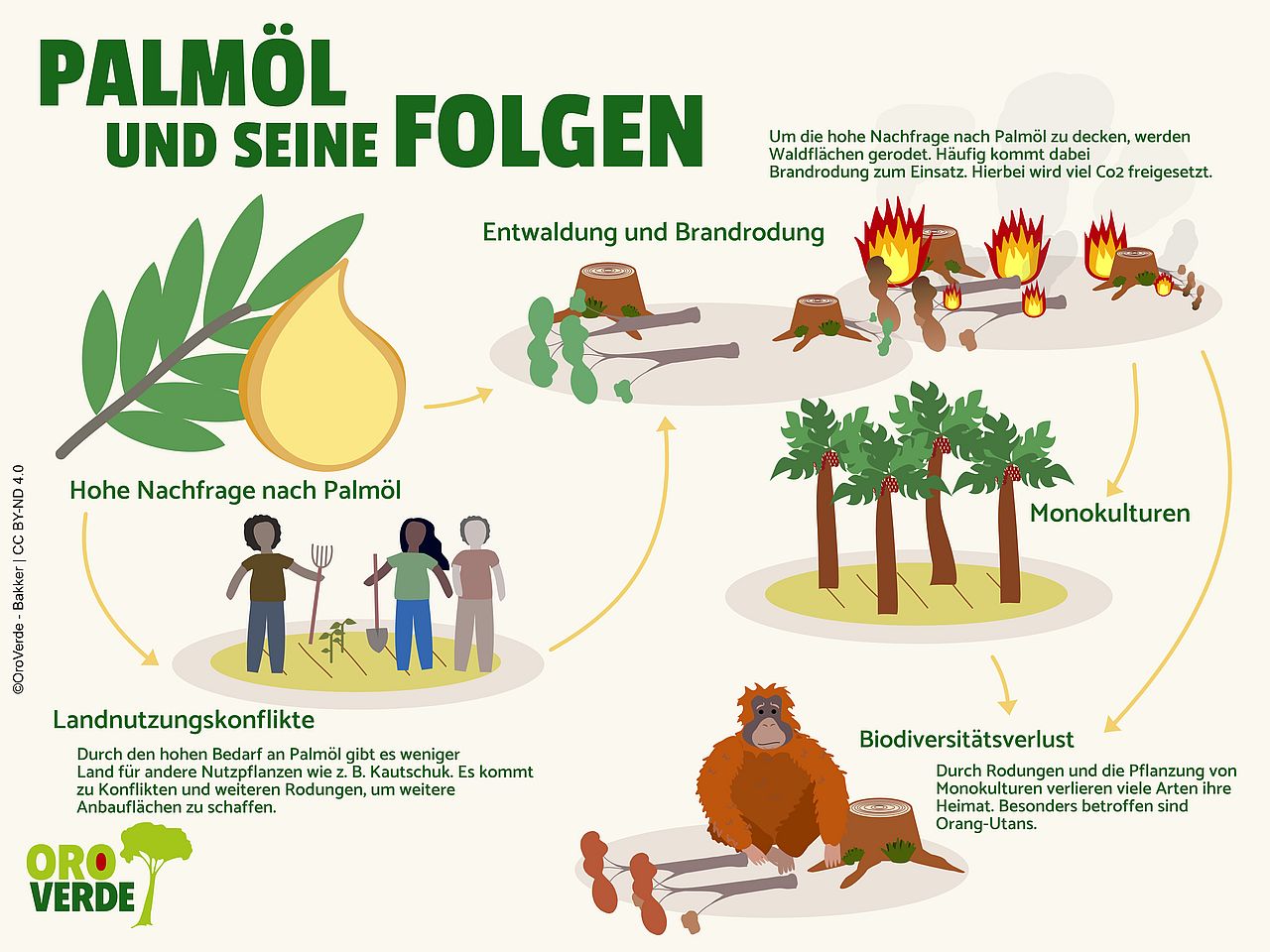 Die Folgen von Palmöl für Mensch und Umwelt. ©OroVerde - Bakker. 