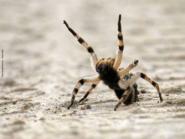 Südrussische Tarantel hebt die Vorderbeine - ©Hans Peter Fischer - iNaturalist