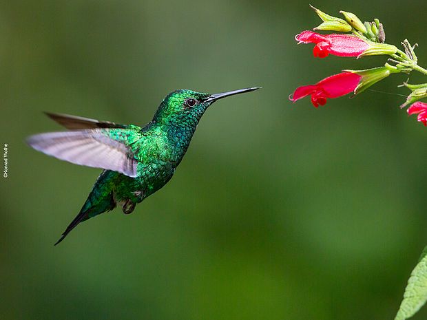 Kolibris: schnelle gefiederte Tiere im Regenwald © Konrad Wothe