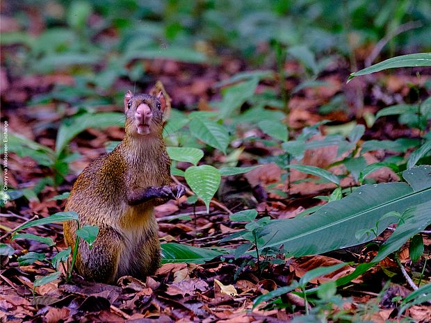 Aguti im Regenwald schaut in die Kamera ©Ben Cherry via Wildscreen Exchange