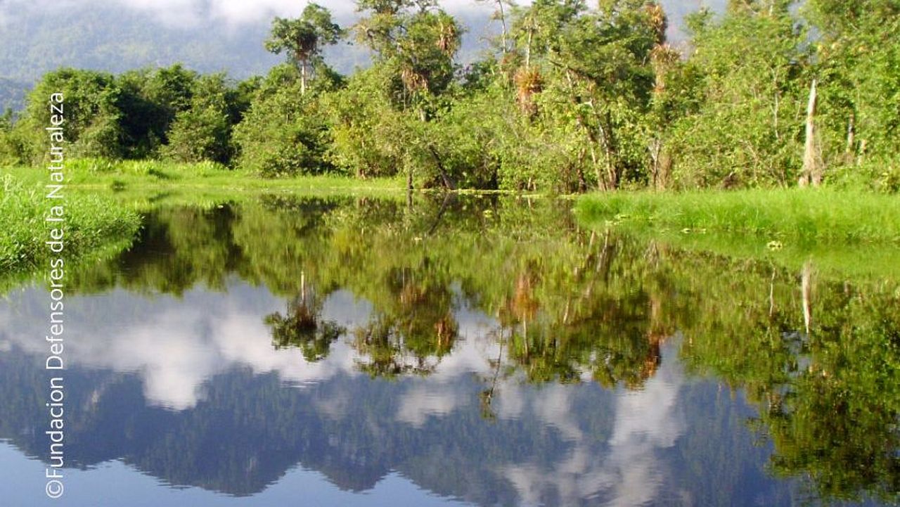 Wo Wasser und Wald aufeinandertreffen, werden die empfindlichen Zusammenhänge von Ökosystemen besonders deutlich. © Defensores de la Naturaleza