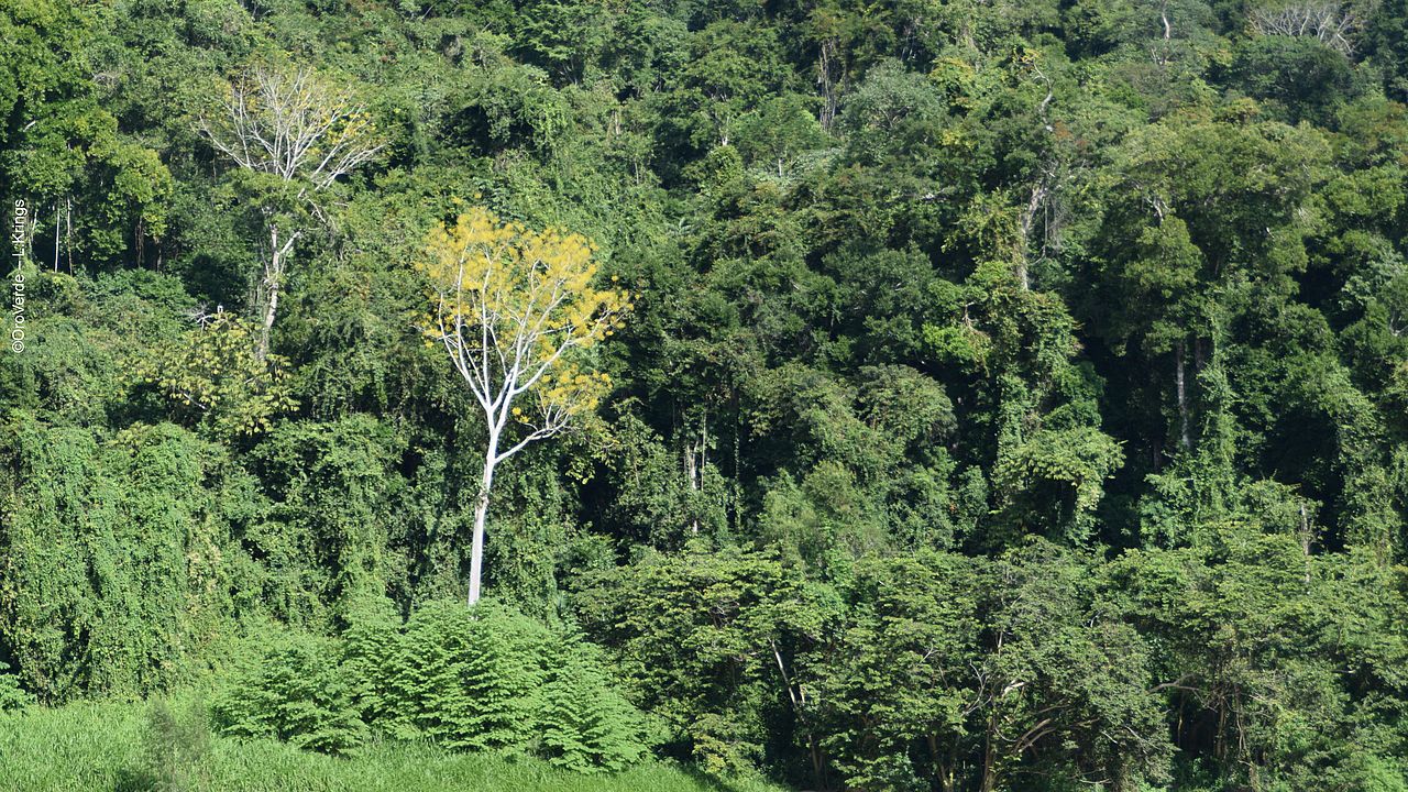 Schutzwald in Guatemala 