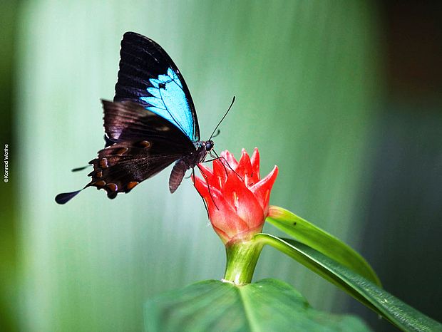 Odysseus Falter auf einer Blüte im Regenwald