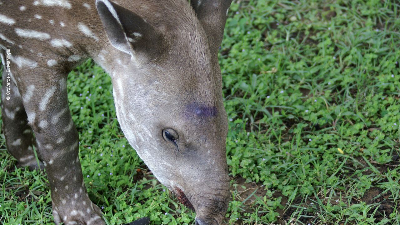 Flachland-Tapir (Tapirus terrestris) beim Grasen ©OroVerde - E. Mannigel