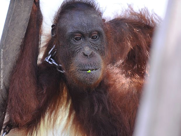 Ein Orang-Utan mit einer Metallkette um den Hals ©Ramadian Bachtiar - Wildscreen Exchange