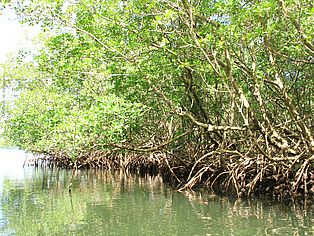 AM Rand eeienr Wasserfläche sthen Bäume direkt mit ihren Wurzeln im Wasser.  Es sind Mangrovenbäume.. 