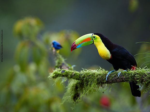 Tukan im Regenwald ©Martin Mecnarowski/Shutterstock.com