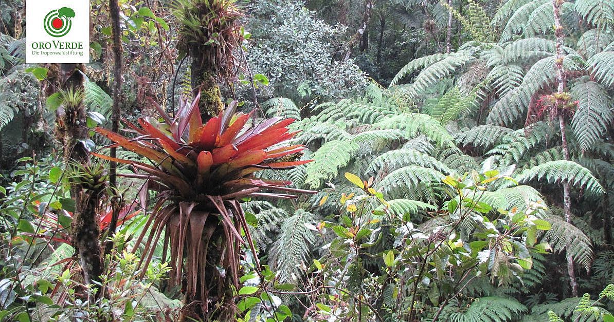 Pflanzen im tropischen Regenwald