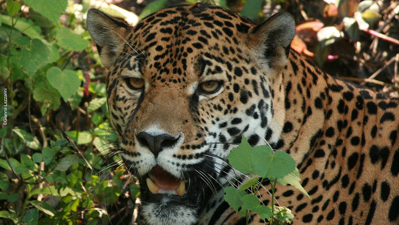 Jaguar in Guatemala sind schwer zu sichten ©Gianna Lazzarini