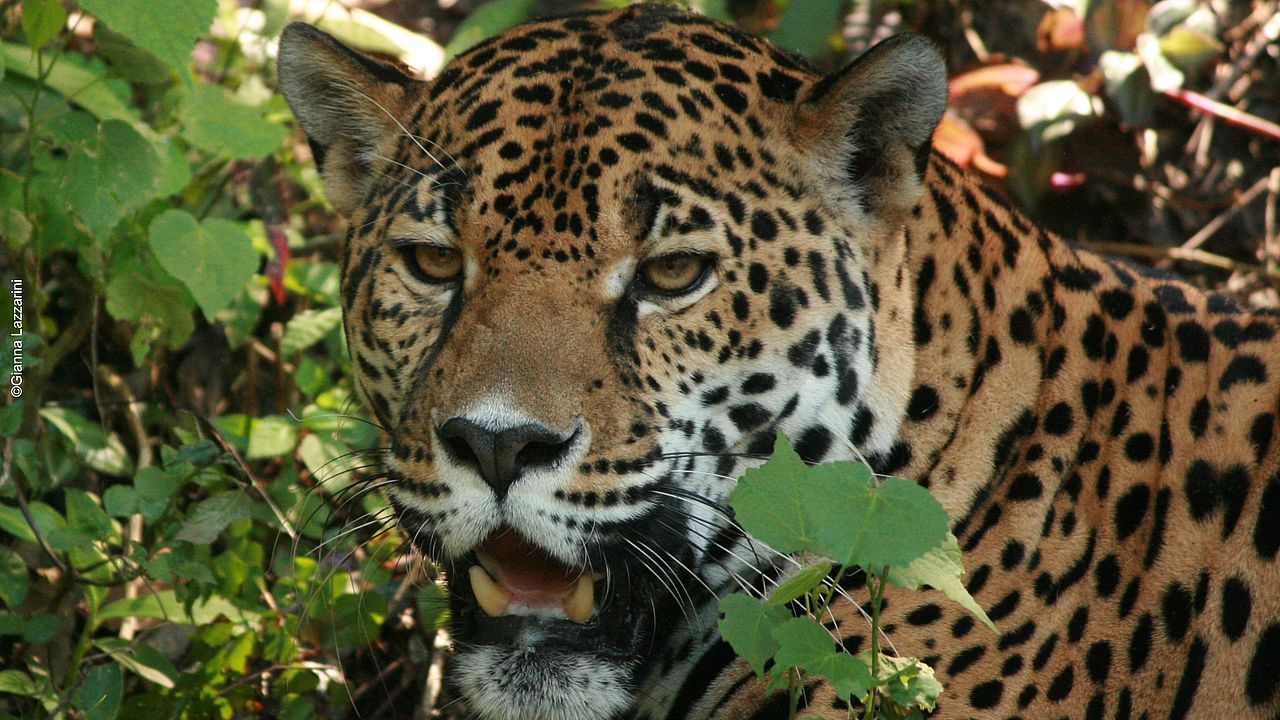 Regenwald kaufen und Rückzugsgebiet des Jaguar sichern ©Gianna Lazzarini