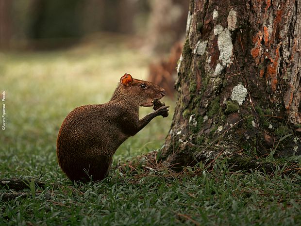 Aguti frisst eine Nuss © Aaron Figueroa via Pexels, 