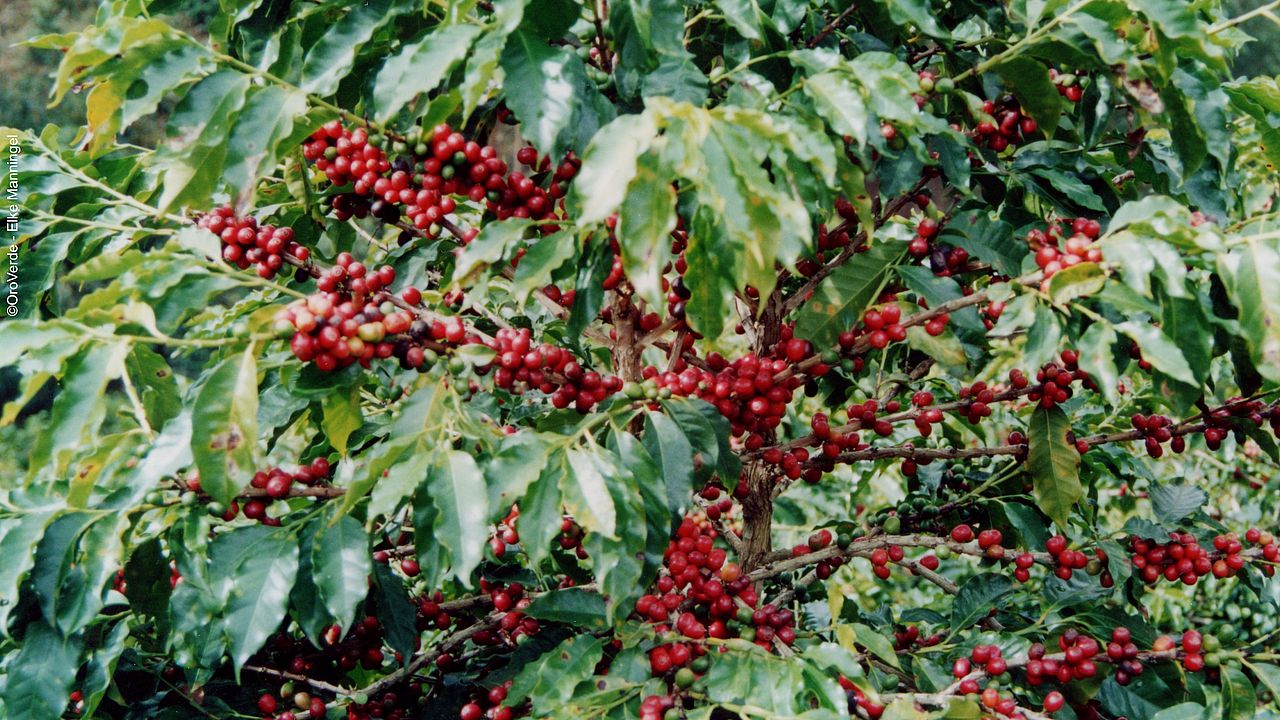 Kaffeekirschen am Baum ©OroVerde - E. Manningel